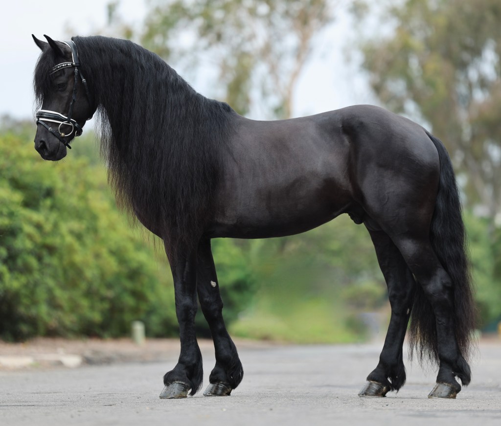 Saar EDI, 16hh black Friesian stallion